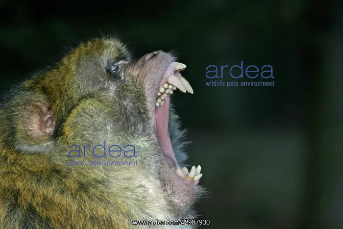 : Barbary Macaque / Barbary Ape / Rock Ape - Male : Barbary Macaque / Barbary Ape / Rock Ape - Male