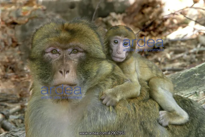 : Barbary Macaque / Barbary Ape / Rock Ape - male with baby : Barbary Macaque / Barbary Ape / Rock Ape - male with baby
