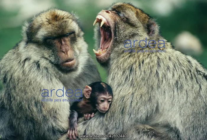 : Barbary Macaque / Barbary Ape / Rock Ape - Males : Barbary Macaque / Barbary Ape / Rock Ape - Males