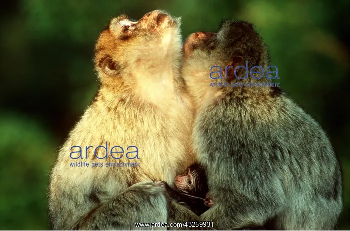 : Barbary Macaque / Barbary Ape / Rock Ape - males : Barbary Macaque / Barbary Ape / Rock Ape - males