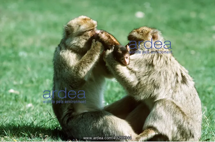 : Barbary Macaque / Barbary Ape / Rock Ape - Two males : Barbary Macaque / Barbary Ape / Rock Ape - Two males