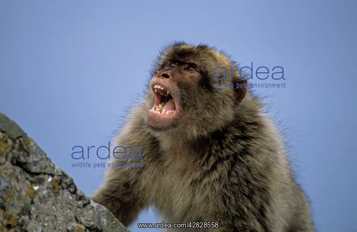 : Barbary Macaque / Barbary Ape / Rock Ape - With mouth open : Barbary Macaque / Barbary Ape / Rock Ape - With mouth open