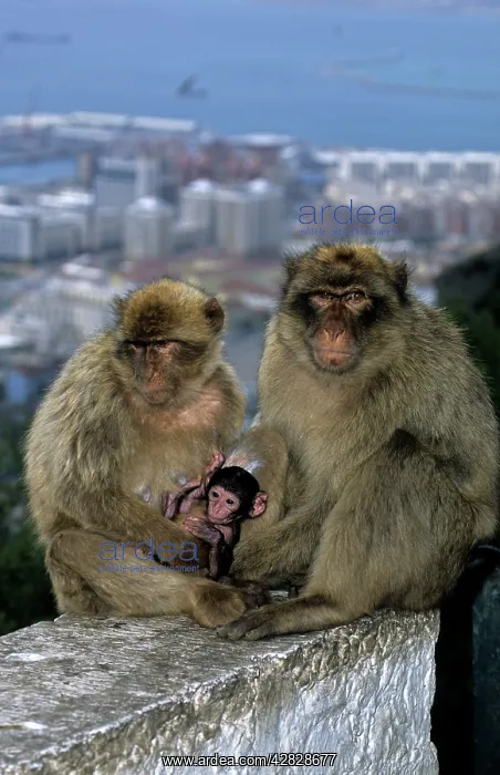  : Barbary Macaque  /  Barbary Ape  /  Rock Ape - Parents