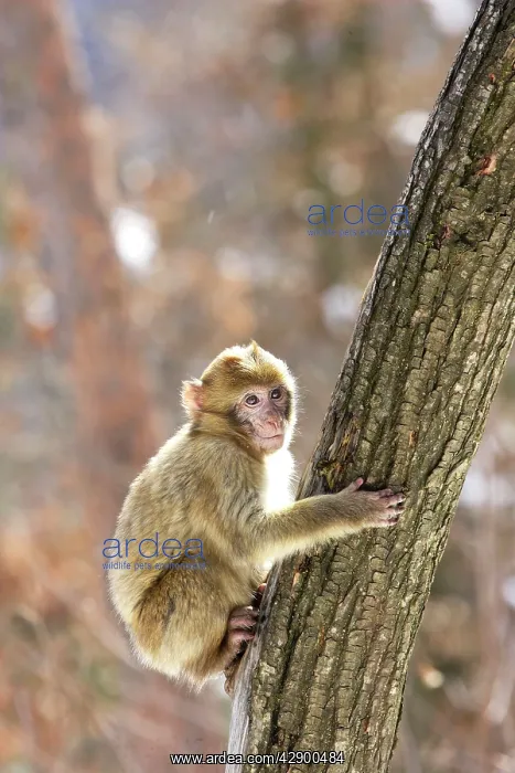 : Barbary Macaque / Barbary Ape / Rock Ape - perched in tree : Barbary Macaque / Barbary Ape / Rock Ape - perched in tree