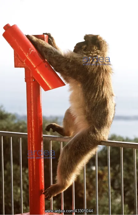 : Barbary Macaque / Barbary Ape / Rock Ape - playing : Barbary Macaque / Barbary Ape / Rock Ape - playing