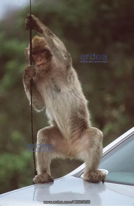 : Barbary Macaque / Barbary Ape / Rock Ape - playing : Barbary Macaque / Barbary Ape / Rock Ape - playing