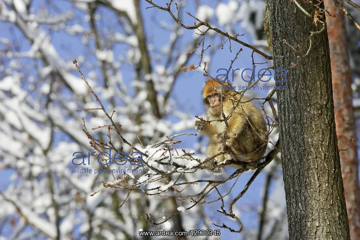 : Barbary Macaque / Barbary Ape / Rock Ape - resting in tree : Barbary Macaque / Barbary Ape / Rock Ape - resting in tree