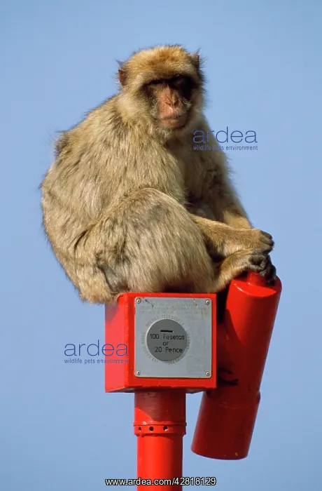 : Barbary Macaque / Barbary Ape / Rock Ape - sitting : Barbary Macaque / Barbary Ape / Rock Ape - sitting