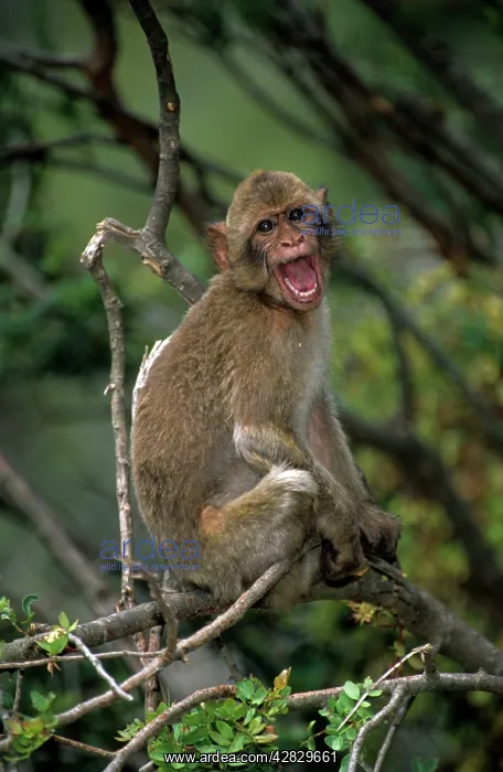 : Barbary Macaque / Barbary Ape / Rock Ape - Sitting : Barbary Macaque / Barbary Ape / Rock Ape - Sitting