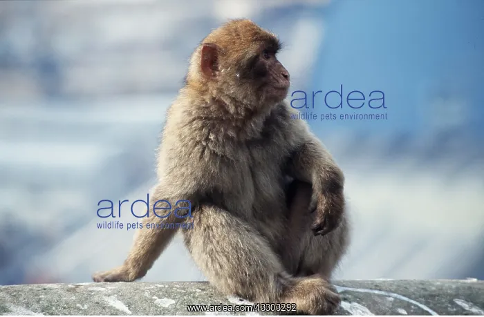 : Barbary Macaque / Barbary Ape / Rock Ape - sitting : Barbary Macaque / Barbary Ape / Rock Ape - sitting