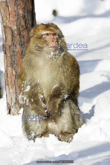 : Barbary Macaque / Barbary Ape / Rock Ape - sitting in snow : Barbary Macaque / Barbary Ape / Rock Ape - sitting in snow