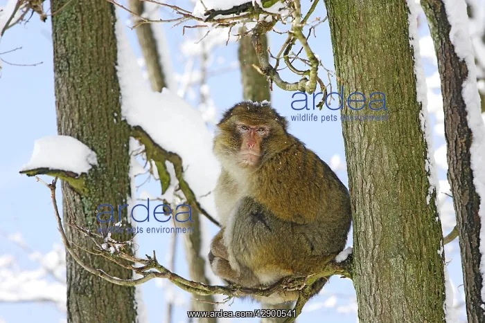: Barbary Macaque / Barbary Ape / Rock Ape - sitting in tree : Barbary Macaque / Barbary Ape / Rock Ape - sitting in tree