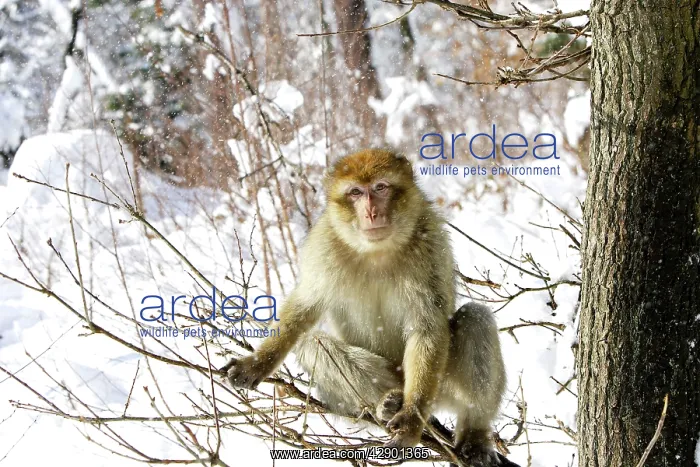: Barbary Macaque / Barbary Ape / Rock Ape - sitting in tree : Barbary Macaque / Barbary Ape / Rock Ape - sitting in tree