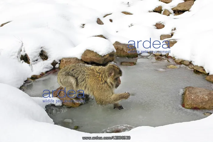 : Barbary Macaque / Barbary Ape / Rock Ape - standing : Barbary Macaque / Barbary Ape / Rock Ape - standing