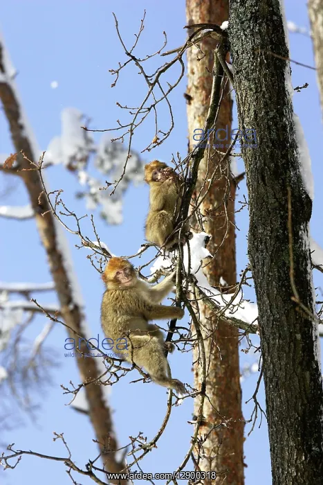 : Barbary Macaque / Barbary Ape / Rock Ape - two in tree : Barbary Macaque / Barbary Ape / Rock Ape - two in tree