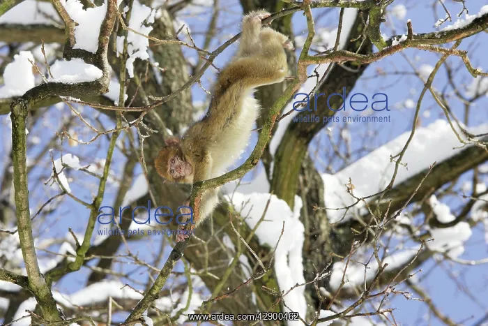 : Barbary Macaque / Barbary Ape / Rock Ape - in tree : Barbary Macaque / Barbary Ape / Rock Ape - in tree