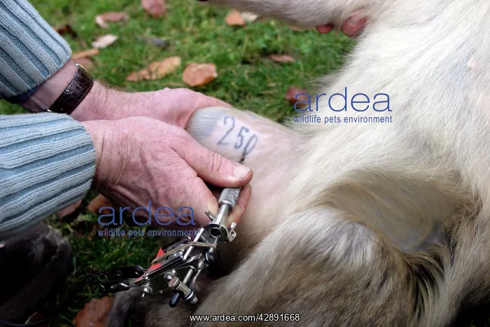 : Barbary Macaque / Barbary Ape / Rock Ape - vet : Barbary Macaque / Barbary Ape / Rock Ape - vet
