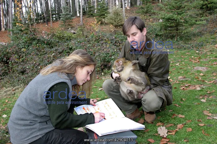 : Barbary Macaque / Barbary Ape / Rock Ape - vet : Barbary Macaque / Barbary Ape / Rock Ape - vet