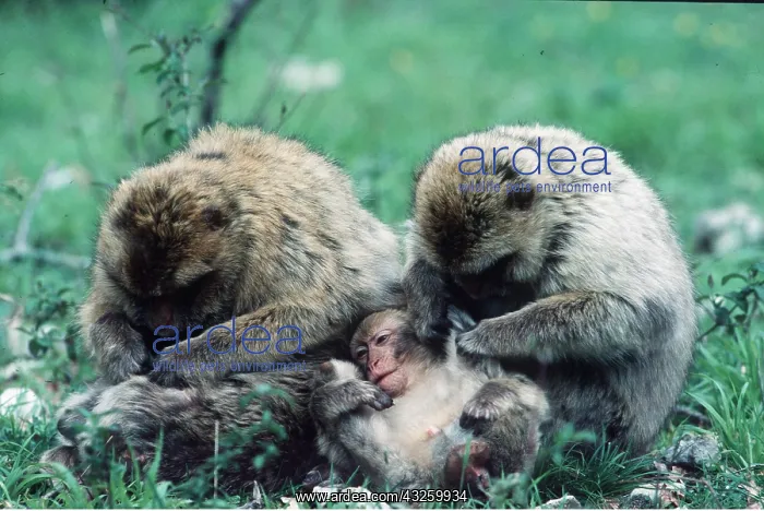 : Barbary Macaque / Barbary Ape / Rock Ape - x two : Barbary Macaque / Barbary Ape / Rock Ape - x two