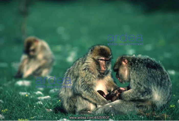 : Barbary Macaque / Barbary Ape / Rock Ape - x two : Barbary Macaque / Barbary Ape / Rock Ape - x two