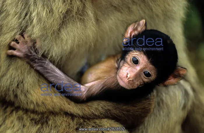 : Barbary Macaque / Barbary Ape / Rock Ape - Young : Barbary Macaque / Barbary Ape / Rock Ape - Young