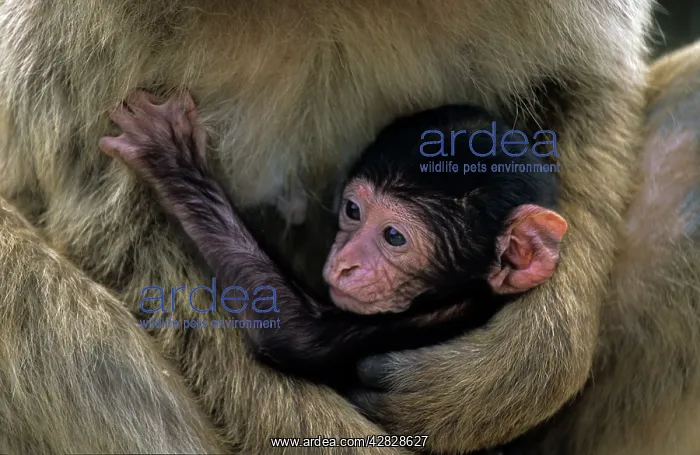 : Barbary Macaque / Barbary Ape / Rock Ape - Young : Barbary Macaque / Barbary Ape / Rock Ape - Young