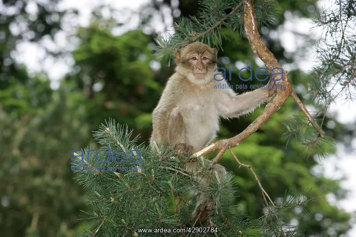 : Barbary Macaque / Barbary Ape / Rock Ape - young : Barbary Macaque / Barbary Ape / Rock Ape - young