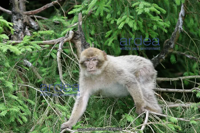 : Barbary Macaque / Barbary Ape / Rock Ape - young : Barbary Macaque / Barbary Ape / Rock Ape - young