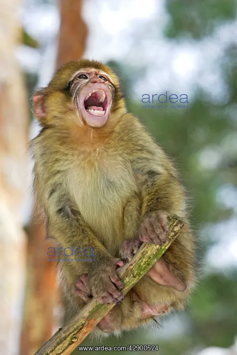 : Barbary Macaque / Barbary Ape / Rock Ape - young calling : Barbary Macaque / Barbary Ape / Rock Ape - young calling