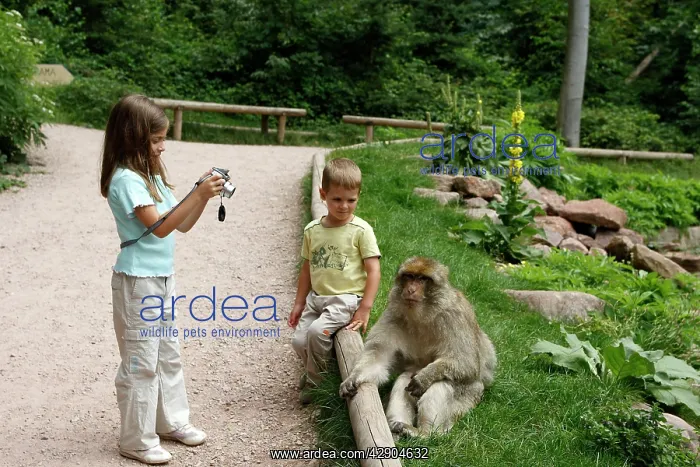 : Barbary Macaque - in captivity being watched by two children : Barbary Macaque - in captivity being watched by two children