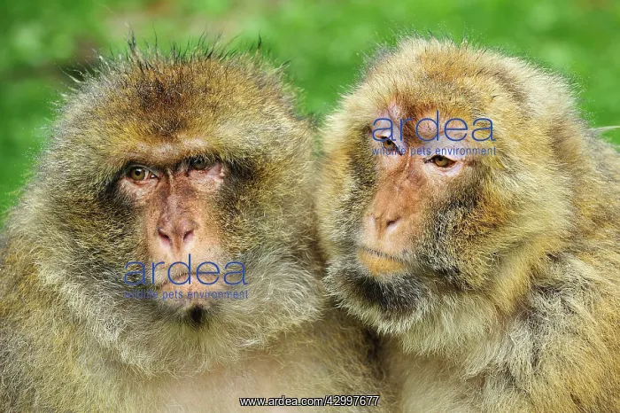 : Barbary Macaque / Common Macaque : Barbary Macaque / Common Macaque