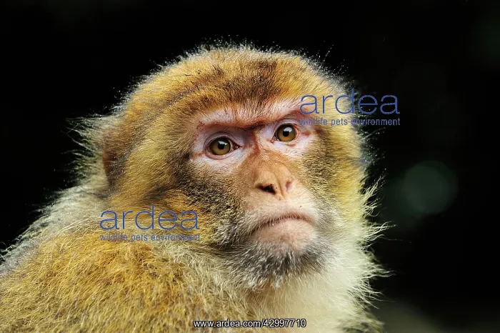 : Barbary Macaque / Common Macaque : Barbary Macaque / Common Macaque