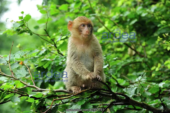 : Barbary Macaque / Common Macaque : Barbary Macaque / Common Macaque