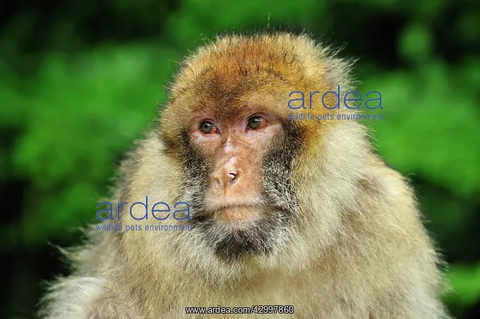 : Barbary Macaque / Common Macaque : Barbary Macaque / Common Macaque