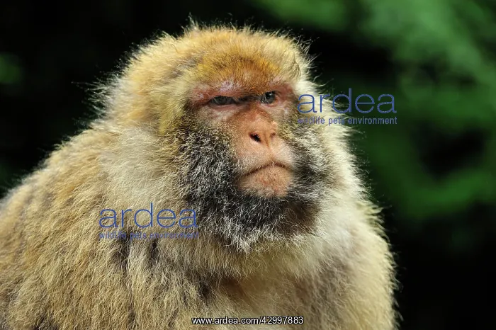 : Barbary Macaque / Common Macaque : Barbary Macaque / Common Macaque