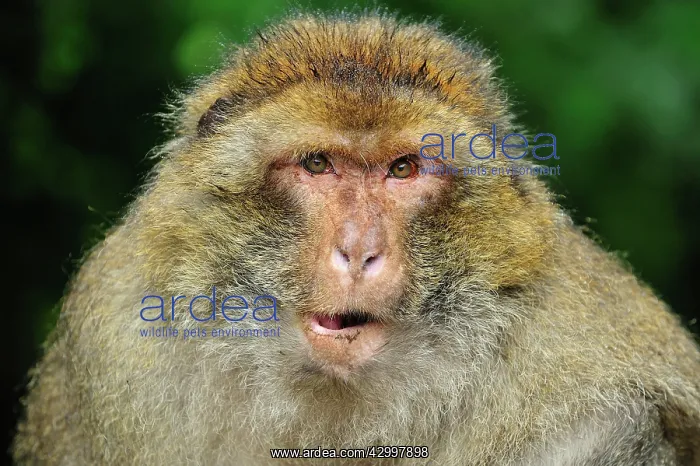 : Barbary Macaque / Common Macaque : Barbary Macaque / Common Macaque