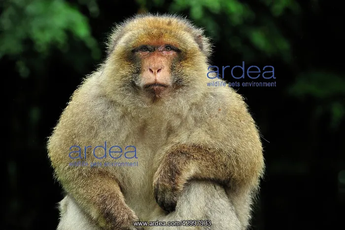: Barbary Macaque / Common Macaque : Barbary Macaque / Common Macaque