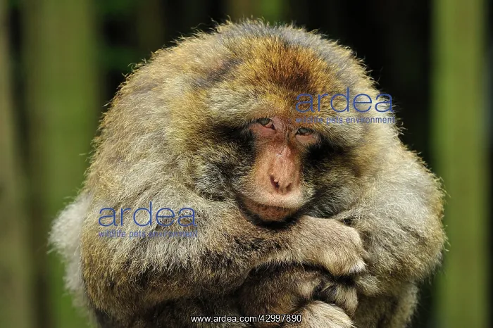  : Barbary Macaque  /  Common Macaque - with arms folded