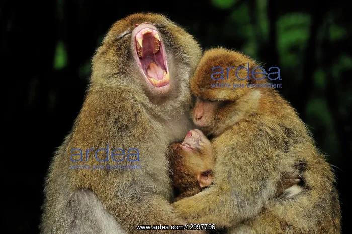 : Barbary Macaque / Common Macaque - with baby - : Barbary Macaque / Common Macaque - with baby -