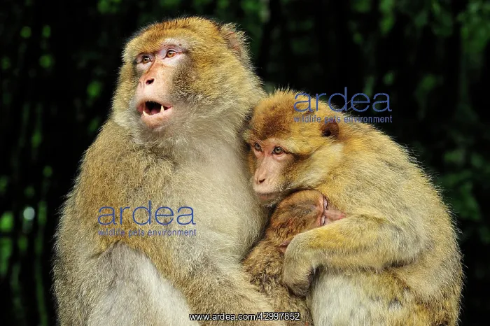 : Barbary Macaque / Common Macaque - with baby : Barbary Macaque / Common Macaque - with baby