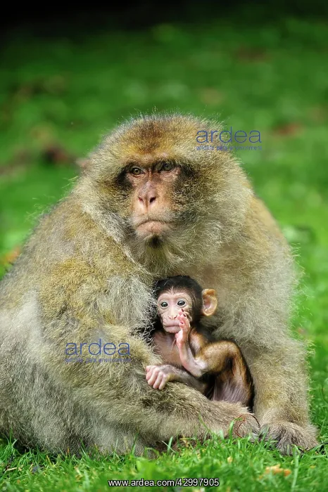 : Barbary Macaque / Common Macaque - with baby : Barbary Macaque / Common Macaque - with baby