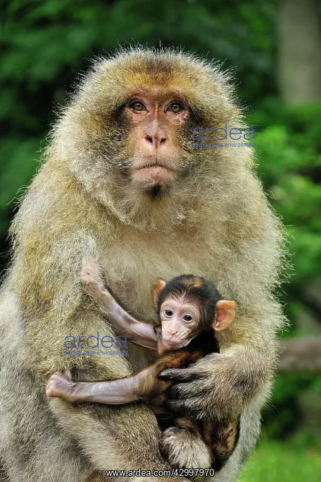 : Barbary Macaque / Common Macaque - with baby : Barbary Macaque / Common Macaque - with baby