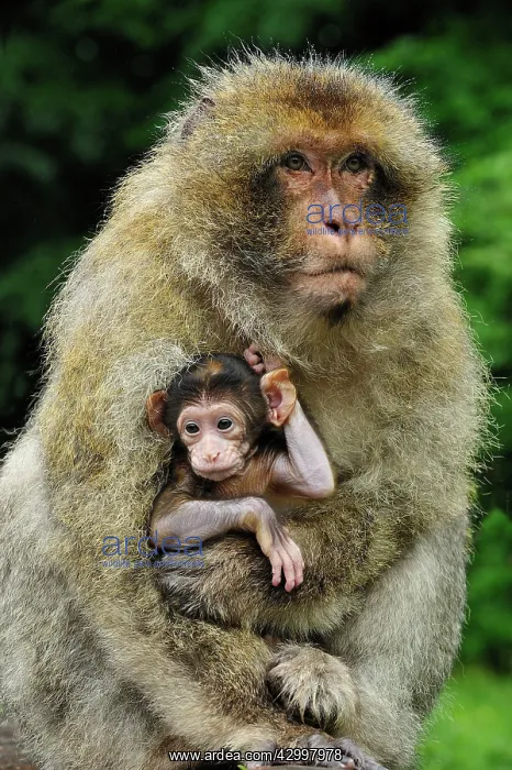 : Barbary Macaque / Common Macaque - with baby : Barbary Macaque / Common Macaque - with baby