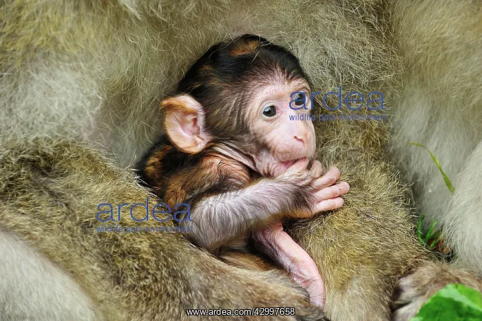  : Barbary Macaque  /  Common Macaque - baby huddled