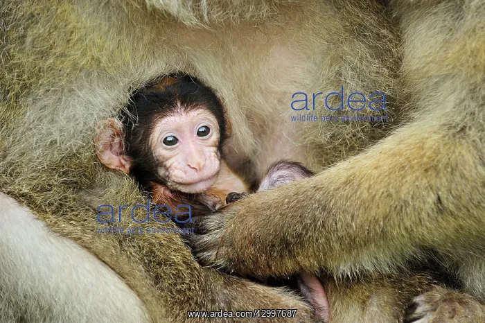  : Barbary Macaque  /  Common Macaque - baby huddled