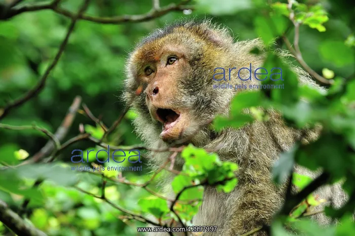 : Barbary Macaque / Common Macaque - calling : Barbary Macaque / Common Macaque - calling