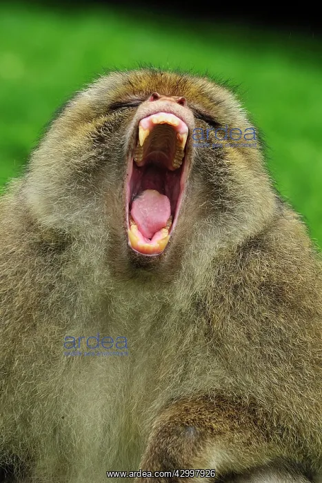 : Barbary Macaque / Common Macaque - displaying - yawning : Barbary Macaque / Common Macaque - displaying - yawning