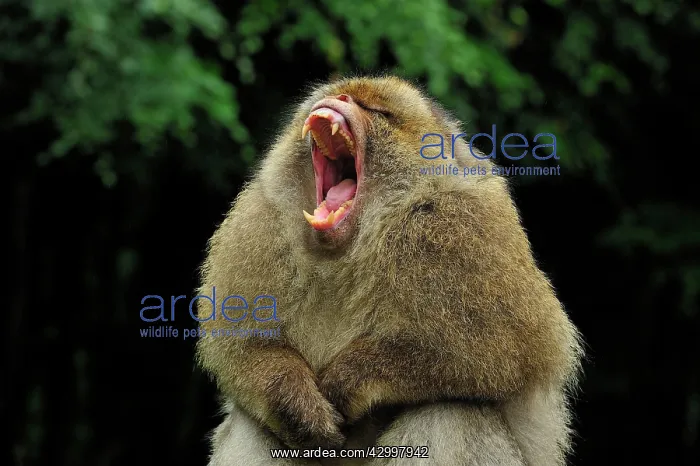: Barbary Macaque / Common Macaque - displaying - yawning : Barbary Macaque / Common Macaque - displaying - yawning
