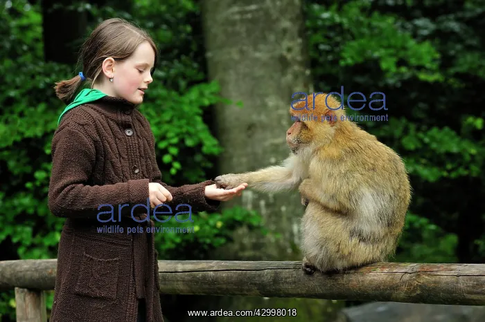 : Barbary Macaque / Common Macaque - being fed by child : Barbary Macaque / Common Macaque - being fed by child