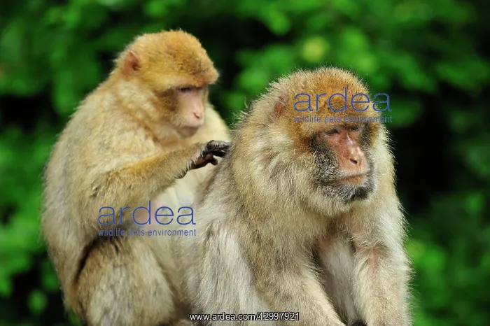 : Barbary Macaque / Common Macaque - grooming : Barbary Macaque / Common Macaque - grooming